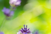 Nikon D7000 Makro: Honigbiene (Apis mellifera) an Lavendelblüte