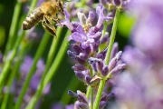 Honigbiene (Apis mellifera) an Lavendelblüte