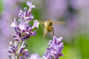 Honigbiene (Apis mellifera) im Landeanflug auf eine Lavendelblüte