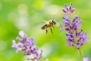 Honigbiene (Apis mellifera) im Landeanflug auf eine Lavendelblüte