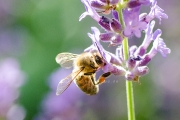 Nikon D7000 Makro: Honigbiene (Apis mellifera) an Lavendelblüte