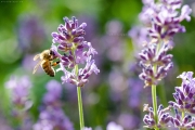 Nikon D7000 Makro: Honigbiene (Apis mellifera) an Lavendelblüte