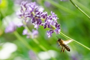 Nikon D7000 Makro: Honigbiene (Apis mellifera) im Landeanflug auf eine Lavendelblüte