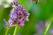 Nikon D7000 Makro: Honigbiene (Apis mellifera) im Landeanflug auf eine Lavendelblüte