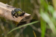 Teichfrosch