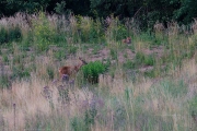 Reh und Fuchs in der Abenddämmerung