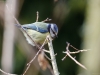 Blaumeise (Cyanistes caeruleus) mit AF-S 300/4D IF-ED