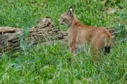 Luchs im Wildpark Bad Mergentheim