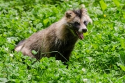 Marderhund im Wildpark Bad Mergentheim