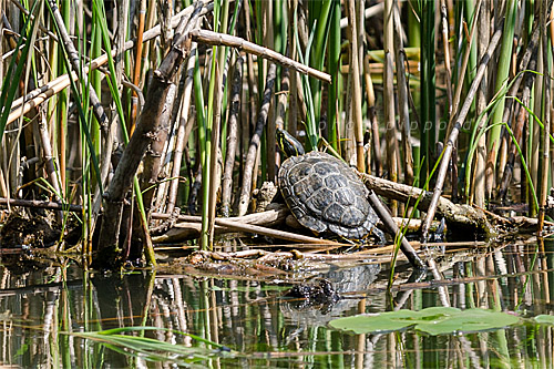 Rotwangenschildkröte in der Sonne Rotwangenschildkröte in der Sonne