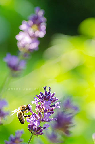 Biene und Lavendelblüte