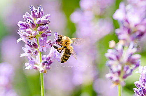 Biene und Lavendelblüte