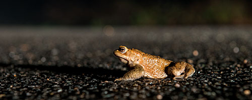 Tempo runter: Krötenwanderung - Erdkröte im Scheinwerferlich